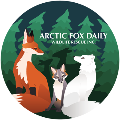 Arctic Fox Daily Wildlife Rescue